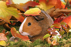 Smooth-haired Guinea Pig