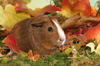 Smooth-haired Guinea Pig