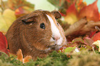 Smooth-haired Guinea Pig