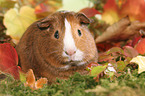 Smooth-haired Guinea Pig