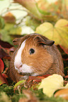 Smooth-haired Guinea Pig