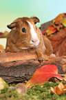 Smooth-haired Guinea Pig