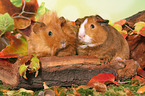 2 guinea pigs