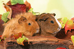 2 guinea pigs