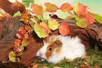 young angora guinea pig