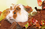 young angora guinea pig