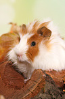 young angora guinea pig