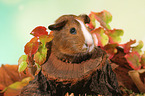 Smooth-haired Guinea Pig