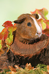 Smooth-haired Guinea Pig