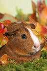 Smooth-haired Guinea Pig