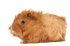 guinea pig