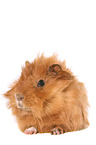 guinea pig