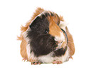 Sheltie Guinea Pig