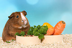 Smooth-haired Guinea Pig