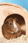 Smooth-haired Guinea Pig