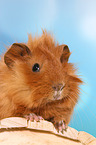 guinea pig