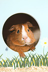 Smooth-haired Guinea Pig