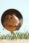 Smooth-haired Guinea Pig