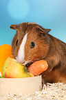 Smooth-haired Guinea Pig