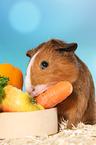 Smooth-haired Guinea Pig