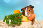 Smooth-haired Guinea Pig