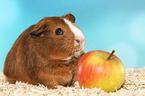 Smooth-haired Guinea Pig