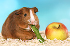 Smooth-haired Guinea Pig