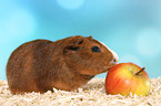 Smooth-haired Guinea Pig