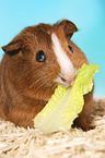 Smooth-haired Guinea Pig