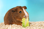 Smooth-haired Guinea Pig