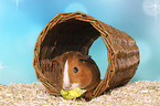 Smooth-haired Guinea Pig