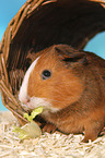 Smooth-haired Guinea Pig