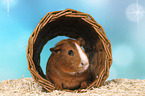 Smooth-haired Guinea Pig