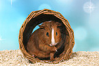 Smooth-haired Guinea Pig