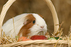 guinea pig