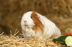 guinea pig