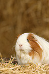 guinea pig