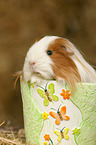 guinea pig