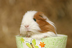 guinea pig