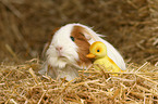 guinea pig