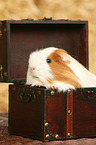 guinea pig