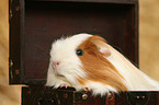 guinea pig