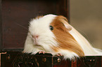 guinea pig