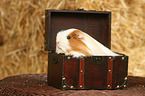 guinea pig