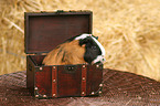 guinea pig