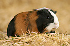 guinea pig