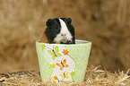 guinea pig