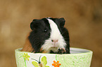 guinea pig