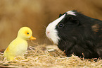 guinea pig