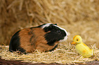 guinea pig